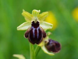 Ophrys_garganica_San_Nicandro
